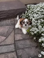 Tessa, a female Shih Tzu for sale in Seneca Falls, NY – 4 of 6