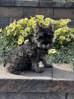 Khloe, a female Miniature Schnauzer for sale in Seneca Falls, NY – 2 of 5