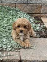 Pablo, a male Poodle - Toy  for sale in Seneca Falls, NY – 4 of 5