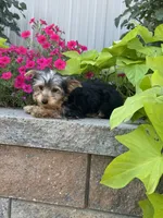 York , a male Yorkshire Terrier for sale in Seneca Falls, NY – 2 of 5