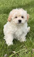 Harlow, a male Havanese for sale in Seneca Falls, NY – 4 of 5