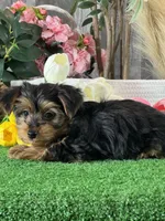 Yimmy , a male Yorkshire Terrier for sale in Seneca Falls, NY – 6 of 6