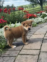 Iggy, a male Shiba Inu for sale in Seneca Falls, NY – 5 of 5