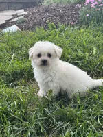 Bear, a male Bichpoo for sale in Seneca Falls, NY – 1 of 5