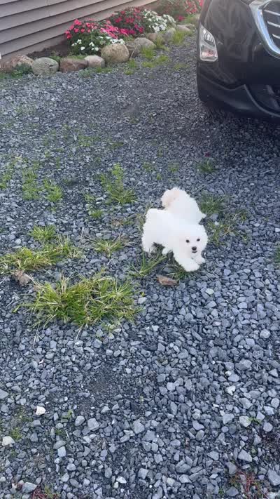 Max, a male Maltese for sale in Seneca Falls, NY – 7 of 7