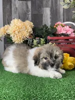 Hiro, a male Havanese for sale in Seneca Falls, NY – 5 of 5
