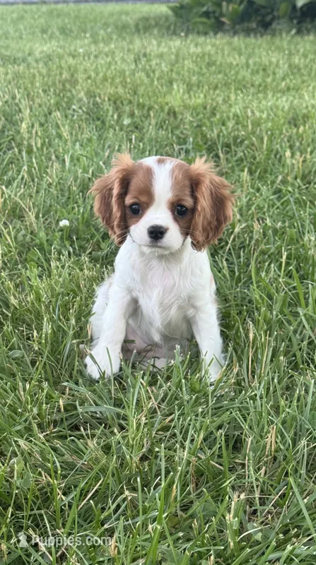 Giggles  – Cavalier King Charles Spaniel puppy for sale in Seneca Falls, NY