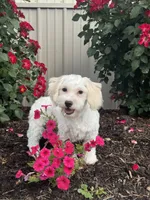 Labanon, a male Lhasa Apso and Coton de Tulear for sale in Seneca Falls, NY – 3 of 6