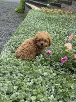 Paddy, a male Poodle - Toy  for sale in Seneca Falls, NY – 4 of 5