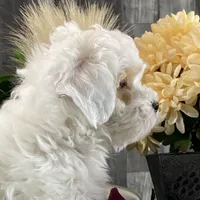 Jimmy, a male Shihpoo for sale in Seneca Falls, NY – Photo 2 of 7