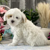 Jimmy, a male Shihpoo for sale in Seneca Falls, NY – Photo 7 of 7