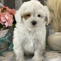Jimmy, a male Shihpoo for sale in Seneca Falls, NY – Photo 5 of 7