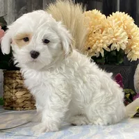 Jimmy, a male Shihpoo for sale in Seneca Falls, NY – Photo 4 of 7