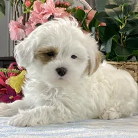 Jimmy, a male Shihpoo for sale in Seneca Falls, NY – Photo 3 of 7