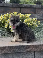 Katie, a female Miniature Schnauzer for sale in Seneca Falls, NY – 5 of 5