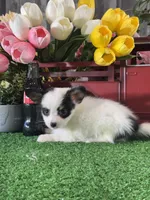 Robin, a female Papillon for sale in Seneca Falls, NY – 4 of 5