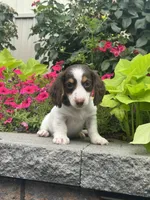 Dutch, a male Miniature Dachshund for sale in Seneca Falls, NY – 4 of 5