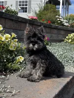 Khloe, a female Miniature Schnauzer for sale in Seneca Falls, NY – 1 of 5
