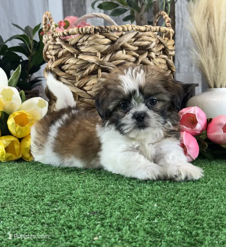 Starla – Shih Tzu puppy for sale in Seneca Falls, NY