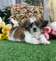 Starla, a female Shih Tzu for sale in Seneca Falls, NY – 1 of 5