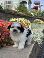 Abby , a female Coton de Tulear and Shih Tzu for sale in Seneca Falls, NY – 5 of 5