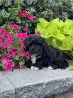 Annabelle, a female Lhasapoo for sale in Seneca Falls, NY – 3 of 5