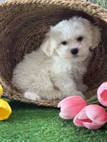 Leo, a male Bichon Frise and Lhasa Apso for sale in Seneca Falls, NY – 5 of 5