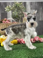 Melody , a female Miniature Schnauzer for sale in Seneca Falls, NY – 3 of 5