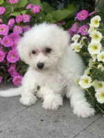 processed/b2119197-3f9a-4f63-9280-386020e49502/listing/3eab019f-bb6a-40b5-9e51-008c9a474a40/8ec4fce3-82ca-461b-8695-06fe26499abc