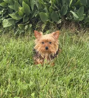 Yoda, a female Yorkshire Terrier for sale in Seneca Falls, NY – 2 of 5