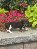 Dodge , a male Miniature Dachshund for sale in Seneca Falls, NY – 5 of 5