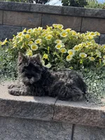 Khloe, a female Miniature Schnauzer for sale in Seneca Falls, NY – 3 of 5