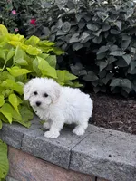 Bonnie , a female Bichon Frise for sale in Seneca Falls, NY – 5 of 7