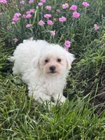 Bear, a male Bichpoo for sale in Seneca Falls, NY – 2 of 5
