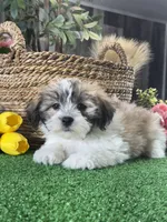 Lucky , a male Bichon Frise and Lhasa Apso for sale in Seneca Falls, NY – 3 of 5