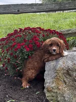Una, a female Cavapoo for sale in Seneca Falls, NY – 2 of 4