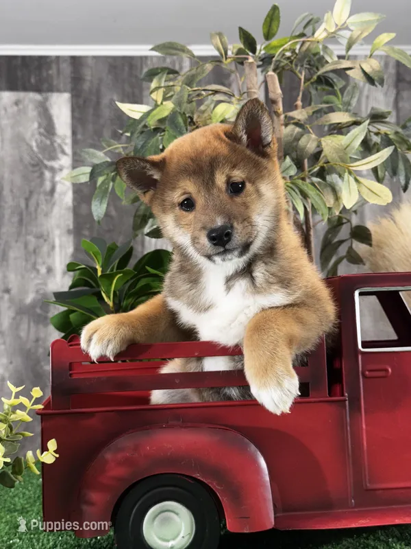 Ike – Shiba Inu puppy for sale in Seneca Falls, NY