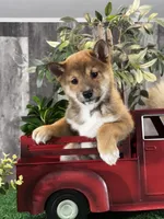 Ike, a male Shiba Inu for sale in Seneca Falls, NY – Photo 1 of 5