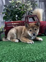 Ike, a male Shiba Inu for sale in Seneca Falls, NY – Photo 5 of 5