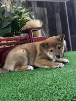 Ike, a male Shiba Inu for sale in Seneca Falls, NY – Photo 4 of 5