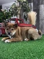 Ike, a male Shiba Inu for sale in Seneca Falls, NY – Photo 2 of 5