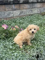 Murphy , a male Maltipoo for sale in Seneca Falls, NY – 7 of 7