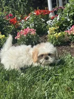 Skittles, a male Shih Tzu for sale in Seneca Falls, NY – 3 of 5