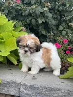 Sunny , a female Shih Tzu for sale in Seneca Falls, NY – 4 of 5