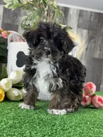 Oliver, a male Yorkipoo for sale in Seneca Falls, NY – 3 of 5