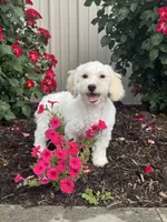 Labanon, a male Lhasa Apso and Coton de Tulear for sale in Seneca Falls, NY – 6 of 6
