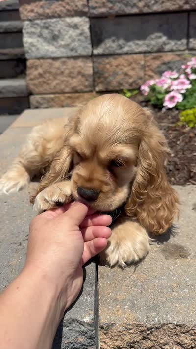 Chief, a male Cocker Spaniel for sale in Seneca Falls, NY – 8 of 8