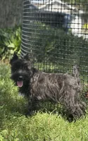 Kiki, a female Miniature Schnauzer for sale in Seneca Falls, NY – 4 of 9