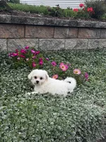 June , a female Shih Tzu and Poodle - Toy  for sale in Seneca Falls, NY – 5 of 7
