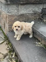 Piper, a male Poodle - Toy  for sale in Seneca Falls, NY – 5 of 5